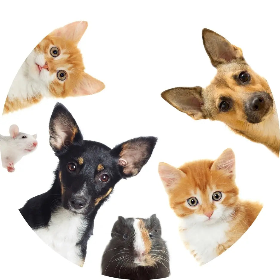 Dieren