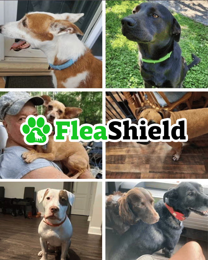 FleaShield™ Flea & Tick Relief Collar